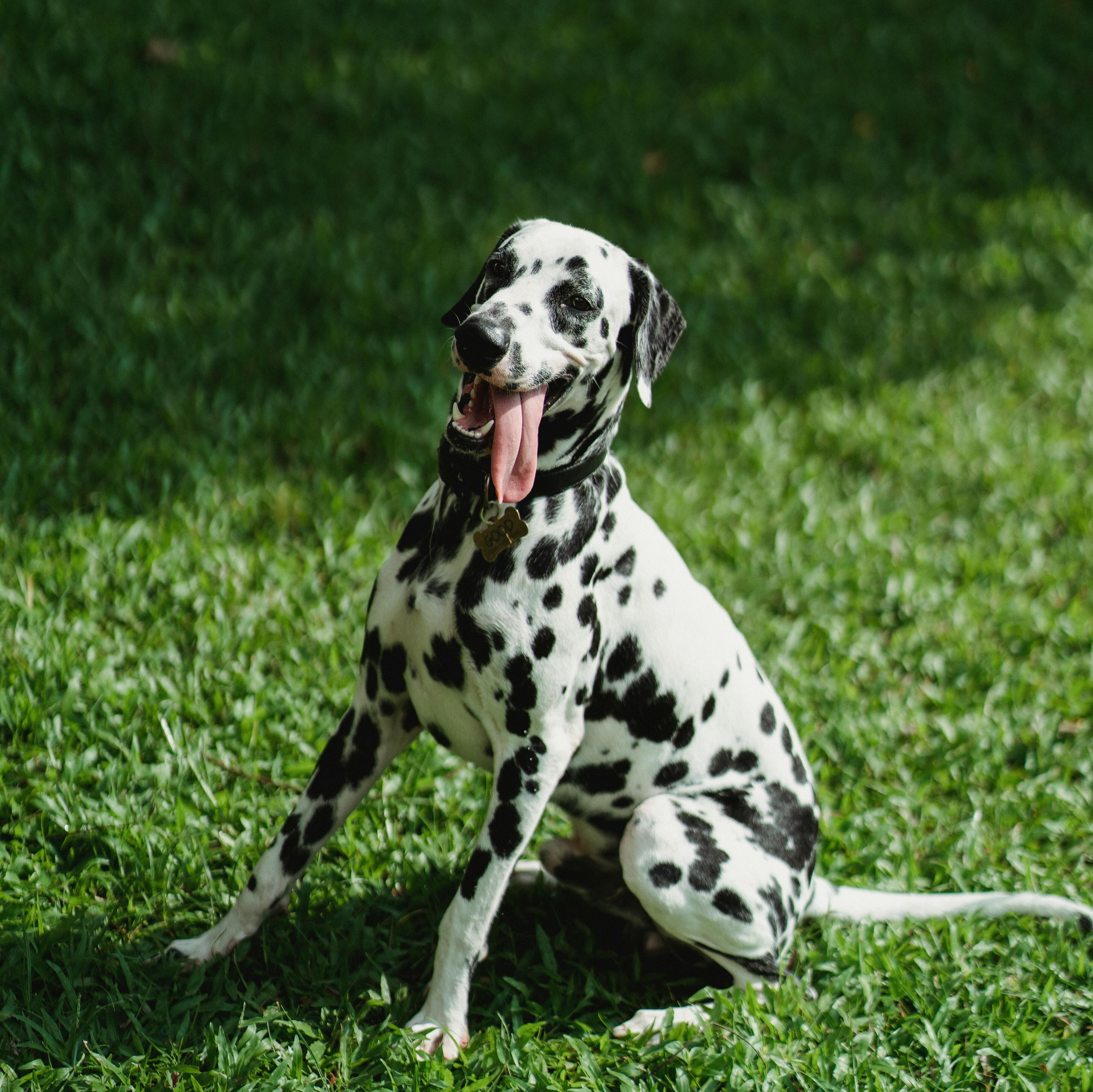 Why Dogs Overheat: Understanding and Preventing Heat Stress in Your Furry Friend